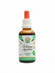 Moringa olejodárná AF tinktura 50ml Moringa oleifera